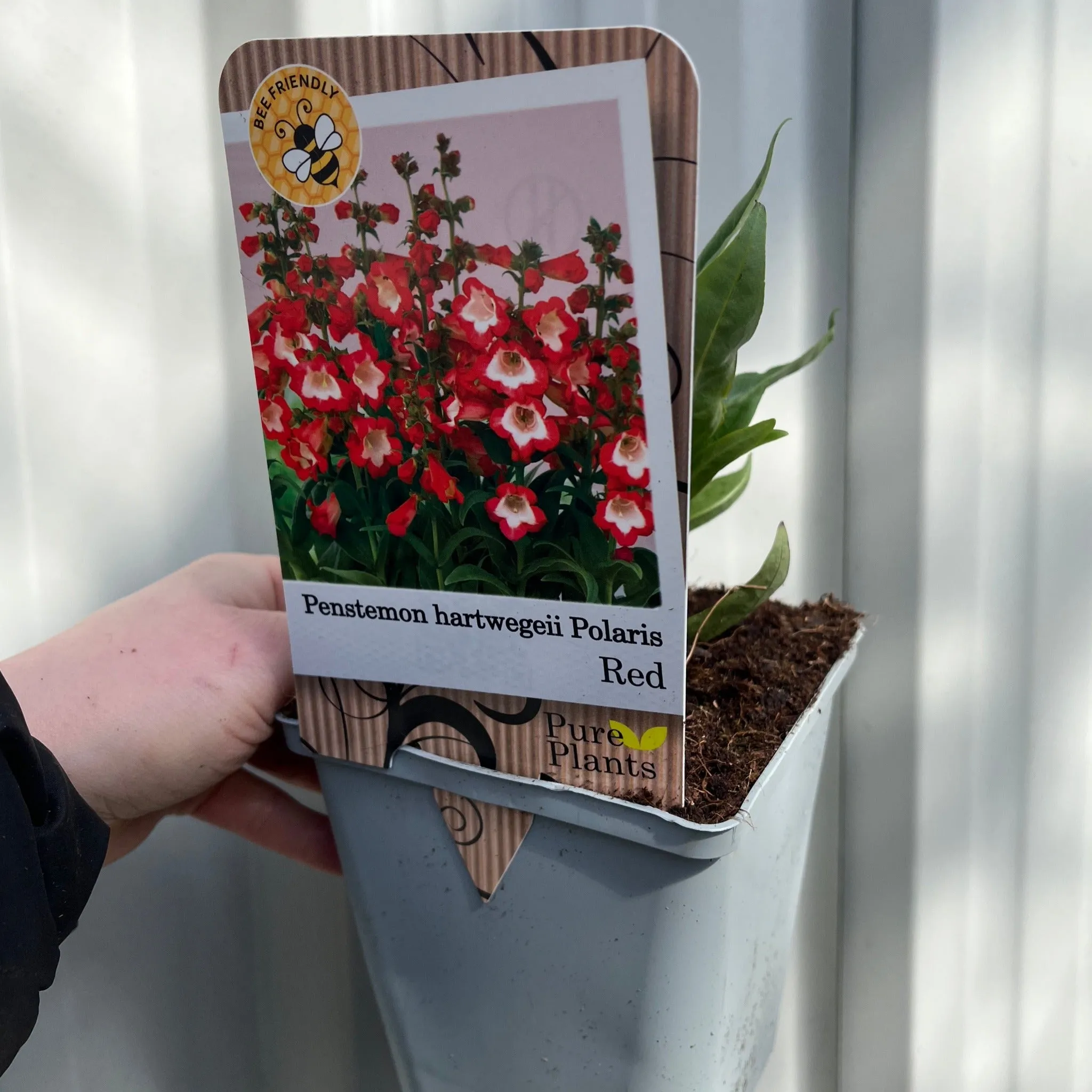 Penstemon 'Pheonix Red' 9cm/1.5L
