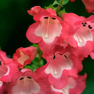 Penstemon 'Pheonix Red' 9cm/1.5L
